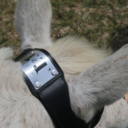 Brida con puente Raphaël T de T Negro