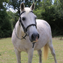 Brida con puente Raphaël T de T Negro