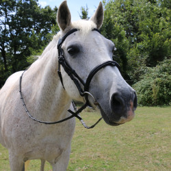 Brida con puente Raphaël T de T Negro