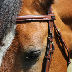 Cabezada Michel Robert testera triple muserola combinada T de T Tabaco Marrón