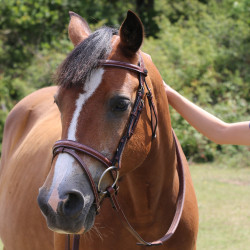 Cabezada Michel Robert testera triple muserola combinada T de T Tabaco Marrón