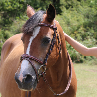 Cabezada Michel Robert testera triple muserola combinada T de T Tabaco Marrón