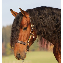 Cabezada de cuero acolchada Horseware Amigo Cabezada de cuero acolchada Horseware Amigo