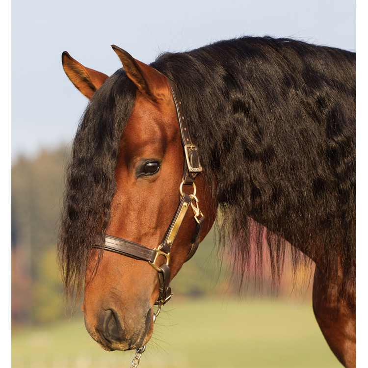 Cabezada de cuero acolchada Horseware Amigo Cabezada de cuero acolchada Horseware Amigo