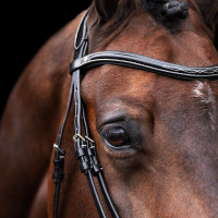 Brida HV Polo Legacy Castaño Marrón