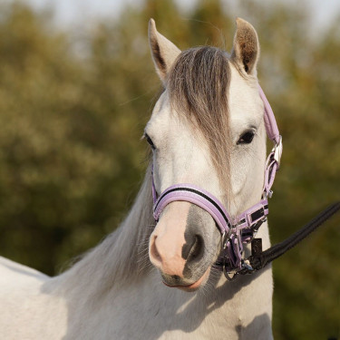 Cabezada HV Polo Classic Stripe Púrpura Violeta