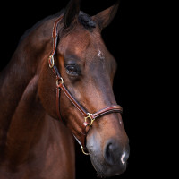Cabezada HV Polo Legacy Castaño Marr&amp;amp;amp;oacute;n