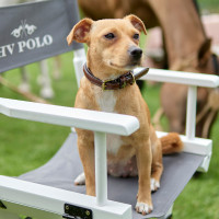 Collar para perro HV Polo Legacy Castaño Marrón Collar para perro HV Polo Legacy Castaño Marrón