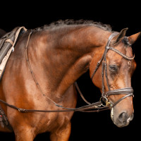 Enrénamiento Imperial Riding Core Castaño Marrón