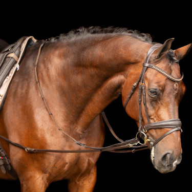 Enrénamiento Imperial Riding Core Castaño Marrón