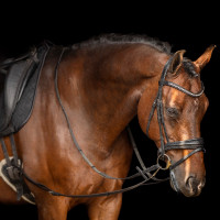 Enrénamiento Imperial Riding Core Castaño Marrón Enrénamiento Imperial Riding Core Castaño Marrón