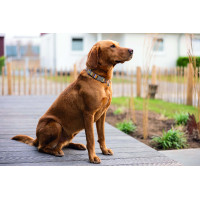 Collar de perro Anam Cara estampado HKM Topo / dorado amarillo Gris