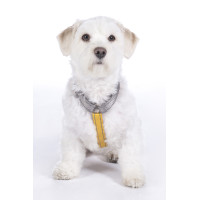 Arnés para perro Anam Cara Basic nylon HKM Topo / dorado amarillo