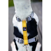 Arnés para perro Anam Cara Basic nylon HKM Topo / dorado amarillo Gris Arnés para perro Anam Cara Basic nylon HKM Topo / dorado amarillo Gris