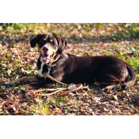 Correa de adiestramiento para perro Anam Cara cuerda HKM Brandy Marrón