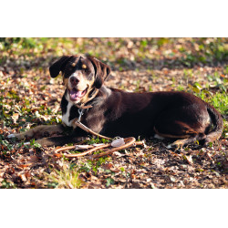 Correa de adiestramiento para perro Anam Cara cuerda HKM Brandy Marrón