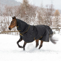 new Negro / dorado new Negro / dorado