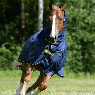 new Azúl marino / oro new Azúl marino / oro