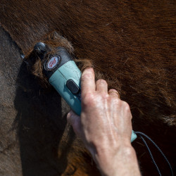 Esquiladora LISTER STAR