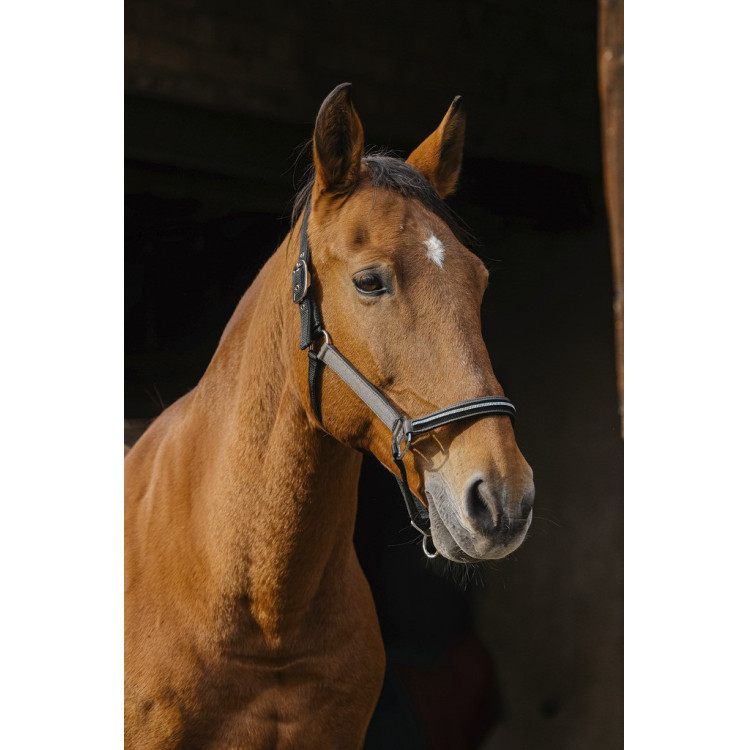 Cabezada de nailon Equithème Domino