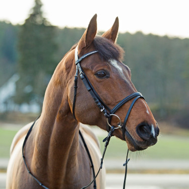 Cabezada Horze Weston Cabezada Horze Weston