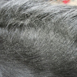 Repelente ANIMADERM Derfly Repelente ANIMADERM Derfly