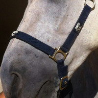 ANIMADERM Cutene ANIMADERM Cutene