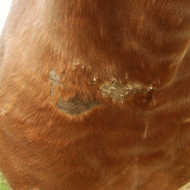 ANIMADERM Cutene ANIMADERM Cutene