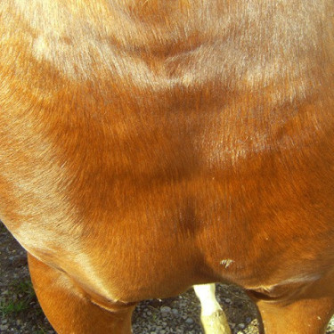ANIMADERM Cutene ANIMADERM Cutene