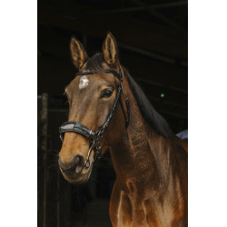Cabezada de montar NORTON PRO Hackamore Cabezada de montar NORTON PRO Hackamore