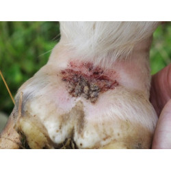 Champú Animaderm Tea Tree