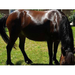 Champú Animaderm Tea Tree