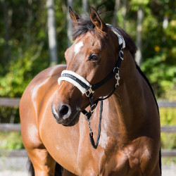 Cabezada Howard Crescendo Horze Negro