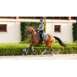 Vendas de polo Loire LeMieux Arrendajo azul