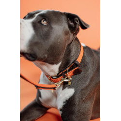 Collar para perro trenzado de nailon Kentucky
