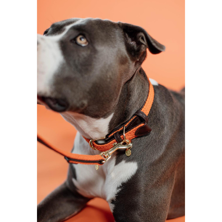 Collar para perro trenzado de nailon Kentucky