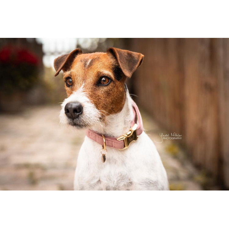 Collar para perro Velvet Kentucky