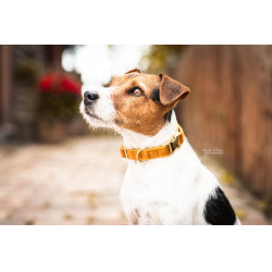 Collar para perro Velvet Kentucky Collar para perro Velvet Kentucky