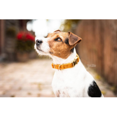 Collar para perro Velvet Kentucky Collar para perro Velvet Kentucky