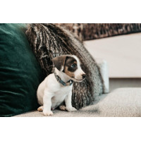 Hondenhalsband Velvet Kentucky Rosa viejo