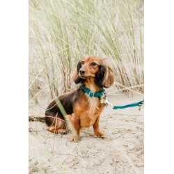 Collar para perro Velvet Kentucky Esmeralda Verde Collar para perro Velvet Kentucky Esmeralda Verde