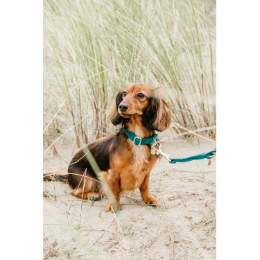 Collar para perro Velvet Kentucky Esmeralda Verde Collar para perro Velvet Kentucky Esmeralda Verde