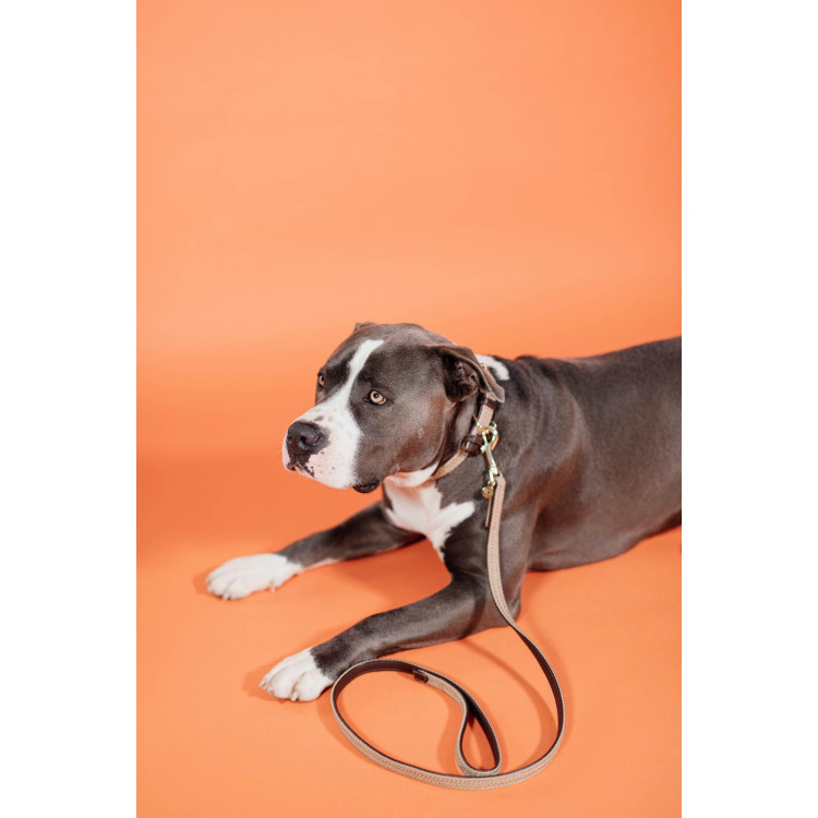 Correa para perro de nailon trenzado 120 cm Kentucky