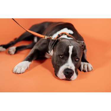 Correa para perro de nailon trenzado 120 cm Kentucky Correa para perro de nailon trenzado 120 cm Kentucky