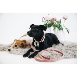 Correa para perro Velvet 120 cm Kentucky Correa para perro Velvet 120 cm Kentucky