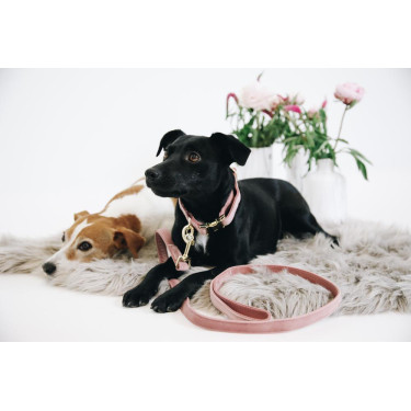 Correa para perro Velvet 120 cm Kentucky Correa para perro Velvet 120 cm Kentucky