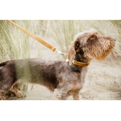 Correa para perro Velvet 120 cm Kentucky