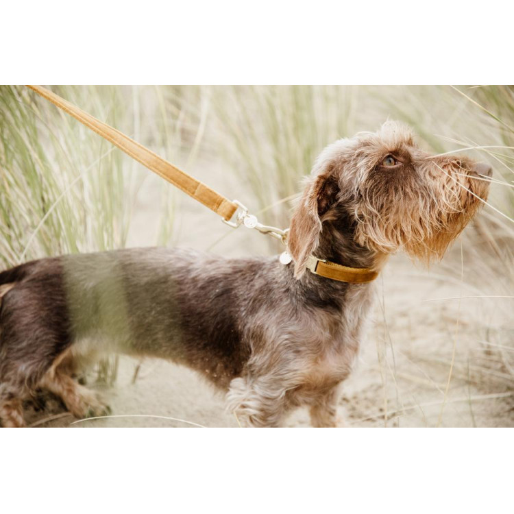 Correa para perro Velvet 120 cm Kentucky
