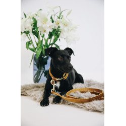 Correa para perro Velvet 120 cm Kentucky Mostaza Amarillo