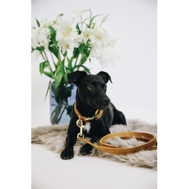 Correa para perro Velvet 120 cm Kentucky Mostaza Amarillo